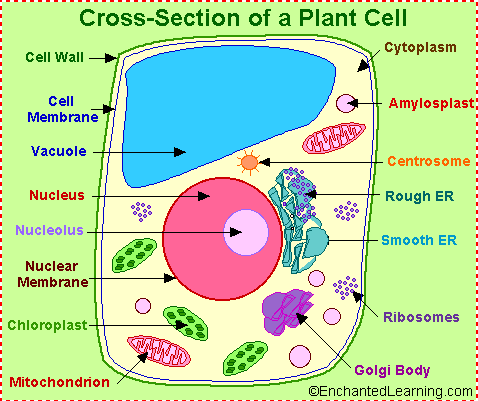 The plant cells are coded
