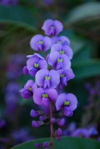 Lilac vine