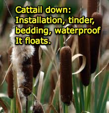 cattail-down-3.jpg